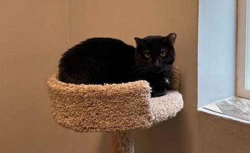 A black cat with yellow eyes sits on a fluffy cat tree perch.