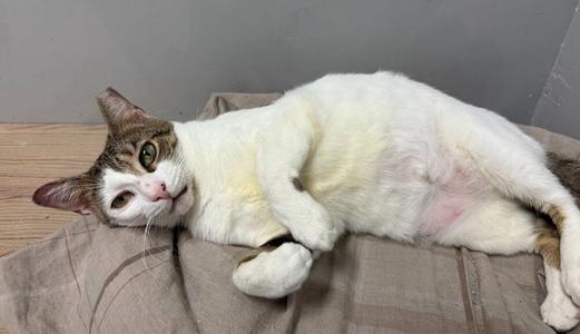 A white and brown cat is lying on its side on a beige cloth, looking at the camera with a relaxed expression.
