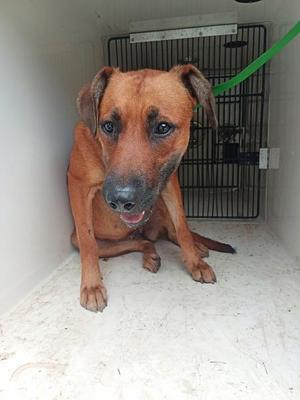 Brenda, Bloodhound, adult, available for adoption