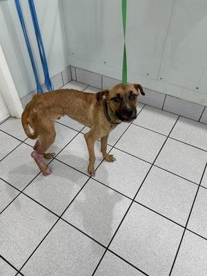 A brown dog with a green collar standing on a tiled floor, looking towards the camera.