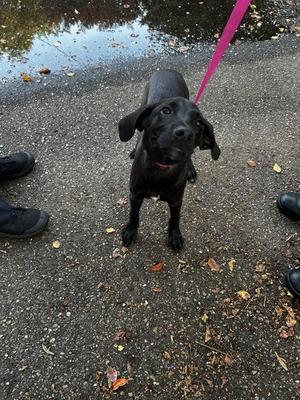 A black dog on a pink leash stands on a wet pavement, looking up with its ears drooping. The dog has a shiny coat and is surrounded by fallen leaves and puddles.