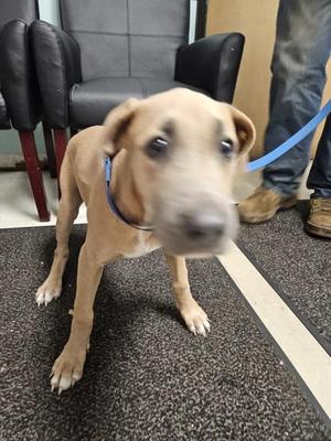 Boone, Mixed Breed, puppy, available for adoption
