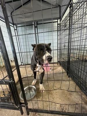 Beowulf, Boxer / Pit Bull Terrier, adult, available for adoption