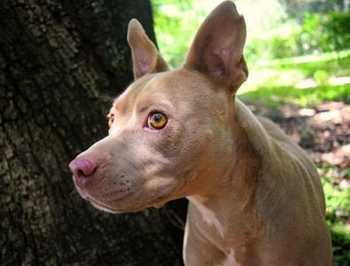 Baby Girl, Pit Bull Terrier, adult, available for adoption