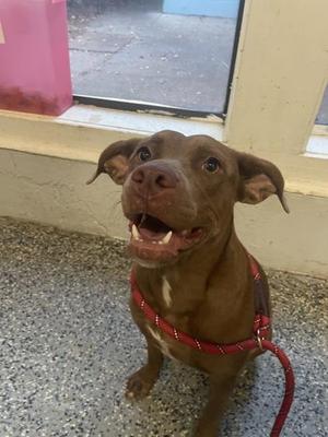 Avery, Pit Bull Terrier, adult, available for adoption