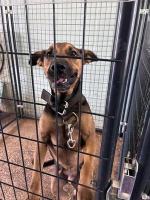 Boston, Mixed Breed, adult, available for adoption