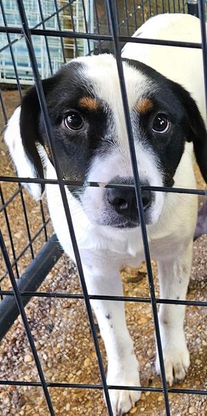 Cagney, Mixed Breed, young, available for adoption