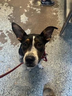 Andromeda, Pit Bull Terrier, young, available for adoption