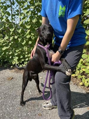 Bowie, Labrador Retriever, young, available for adoption