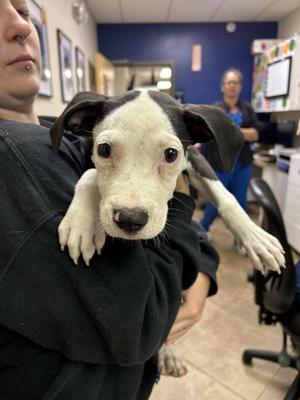 Button (sir Scrunchy), Pit Bull Terrier, puppy, available for adoption