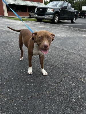 A brown and white dog on a leash standing on a paved surface.