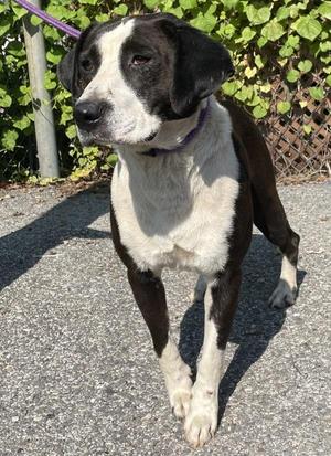 Bernie Mac, Pit Bull Terrier / Labrador Retriever, adult, available for adoption