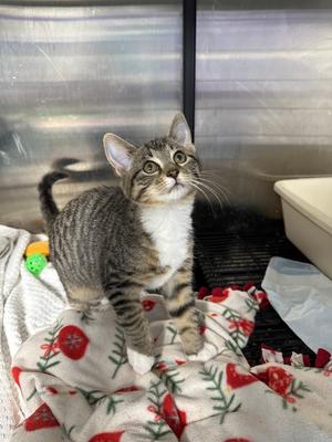 Graffiti, kitten, available for adoption