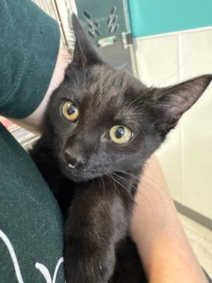 Green Bean Veggie Tales- MD, available for adoption