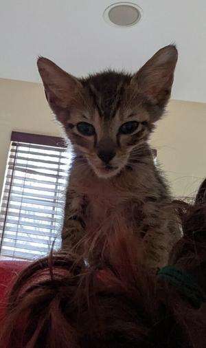 Banshee, kitten, available for adoption
