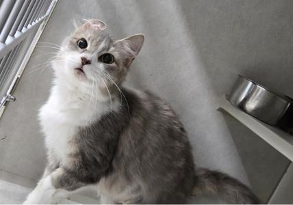 A gray and white cat with long fur and large eyes is sitting on a white surface, looking up. The background includes a metal bowl and a white wall.