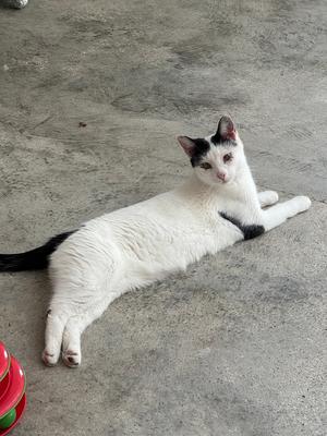A black and white cat lying on a concrete floor, looking towards the camera.