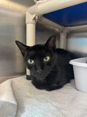 Clovis, available for adoption