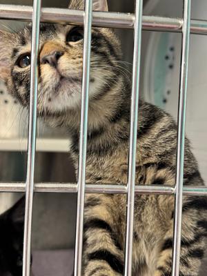 Friday- MD, kitten, available for adoption
