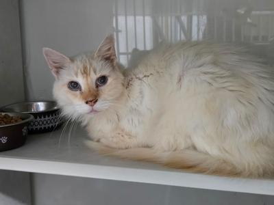 A fluffy white cat with blue eyes lying on a white shelf.