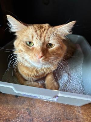 Charlie Orange, available for adoption