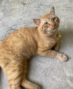 Morris, available for adoption