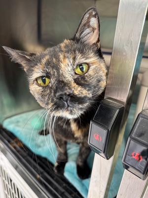 Jazzi, adult, available for adoption
