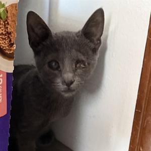 Eyeris, available for adoption