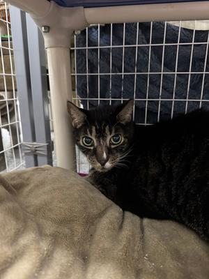 Maxie, senior, available for adoption