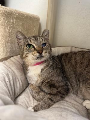 Meemaw, adult, available for adoption