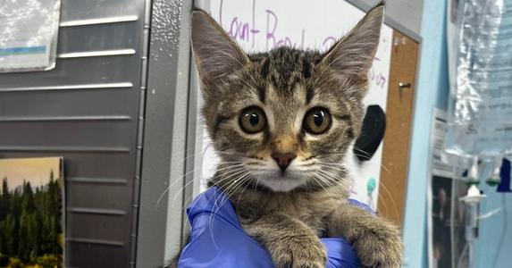 Gray, adult, available for adoption