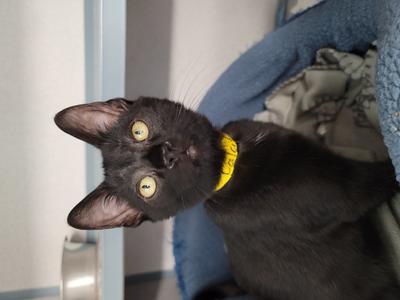 Diablo (Calcifer), kitten, available for adoption