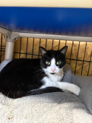Chibi, adult, available for adoption