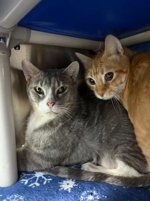 Eeyore, adult, available for adoption