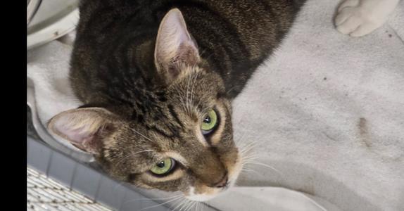 Bo, adult, available for adoption