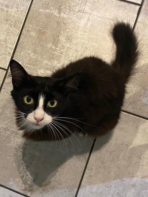 Maxwell, adult, available for adoption