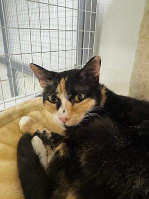 Chenille, adult, available for adoption