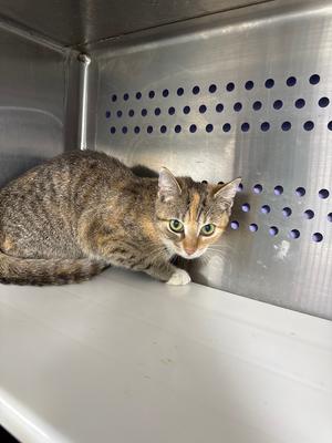A calico cat with green eyes sits in a metallic enclosure with ventilation holes.