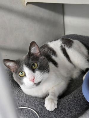 A gray and white cat with green eyes lying on a gray blanket