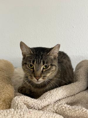 Molly, adult, available for adoption