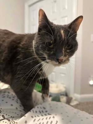 Katie, senior, available for adoption
