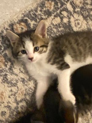 Gwazi, available for adoption