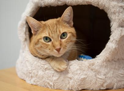 Kitty LeAnne, adult, available for adoption