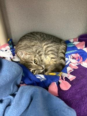 Fontana, kitten, available for adoption