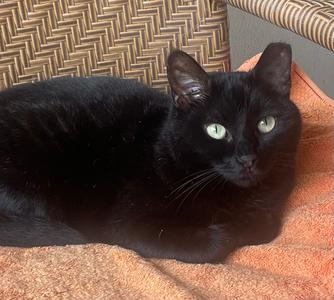 Baby Girl, adult, available for adoption