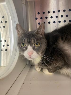 Chewy, adult, available for adoption