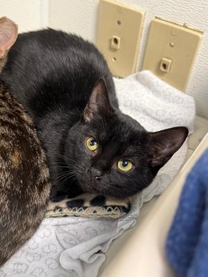 Dins, young, available for adoption
