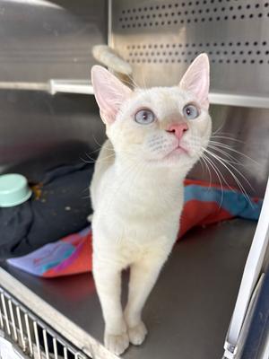Itchy Mitchy, kitten, available for adoption