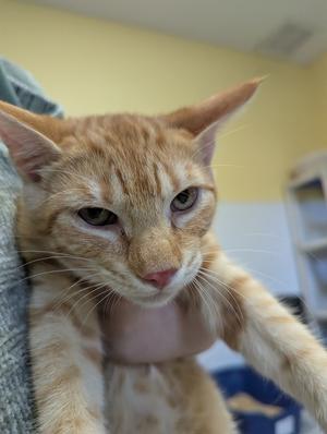 A close-up of an orange tabby cat being held by a person, with a yellow wall and a blue object in the background.
