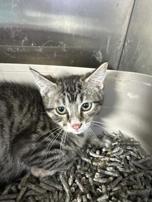 A close-up of a tabby kitten sitting in a container filled with wood pellets.